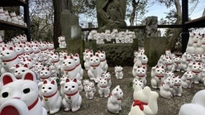 【日本】东京豪德寺／白色招福猫招来好运
