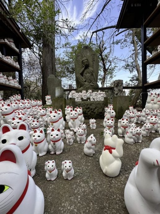 【日本】东京豪德寺/白色招福猫招来好运