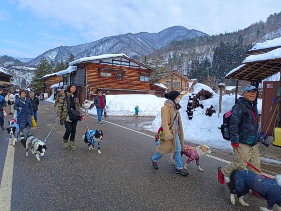 【日本】冬季里的合掌村──白色的世外桃源