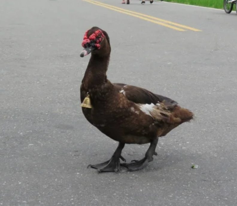 不满宠物鸭挡路 一脚踢开再碾死  男子遭重罚2.9万！