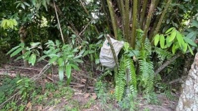 突击巴西马空置房屋 普通行动部队缉获毒品