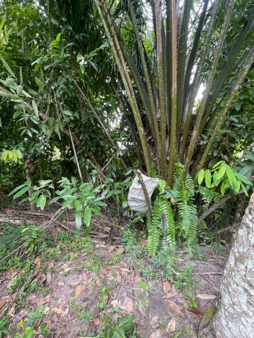 东(已签):普通行动部队在巴西马缉获毒品。