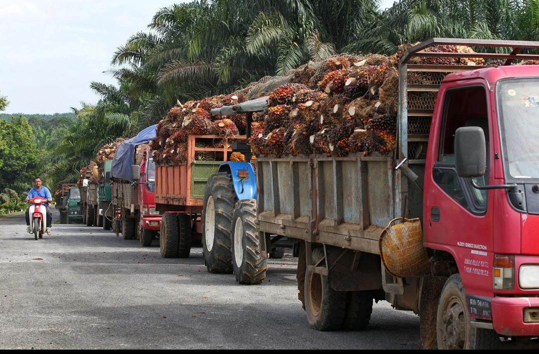 东:(已签发)罗里超载严厉执法 彭亨油棕业者影响供应链