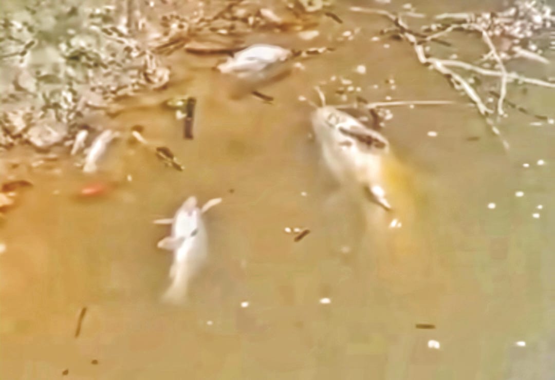 东：百乐斯汀河疑受污染死鱼漂浮 当局紧急展开调查行动