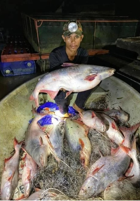 东:(已签发)年轻男子大丰收 意外捕获12条水果巴丁鱼