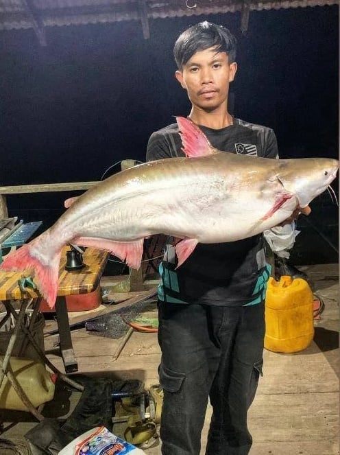 东:(已签发)年轻男子大丰收 意外捕获12条水果巴丁鱼