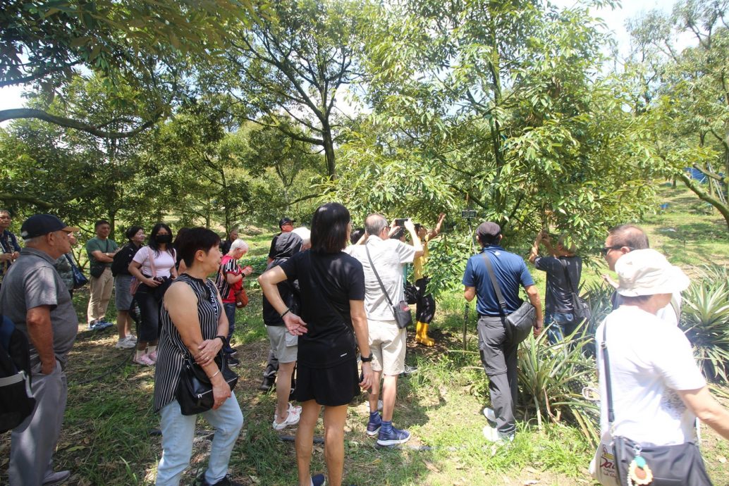 东：（已签发）榴梿季节又来了，游客涌入劳勿大快朵颐