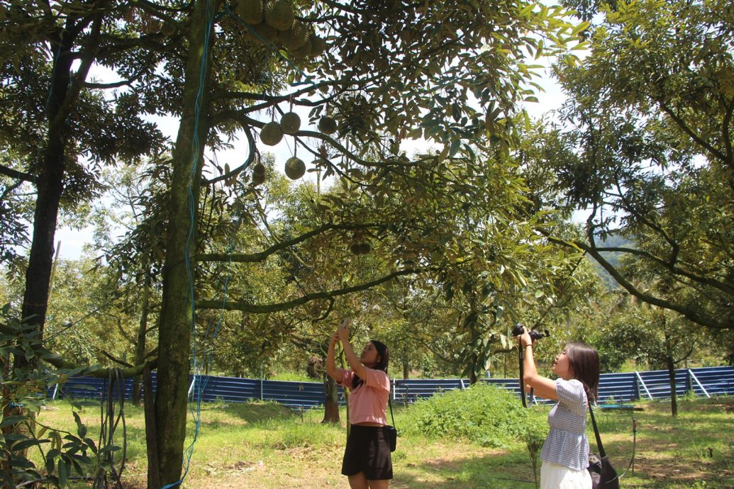 东：（已签发）榴梿季节又来了，游客涌入劳勿大快朵颐