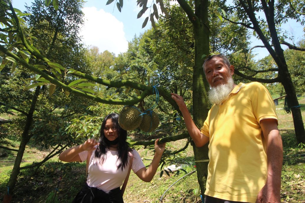 东：（已签发）榴梿季节又来了，游客涌入劳勿大快朵颐