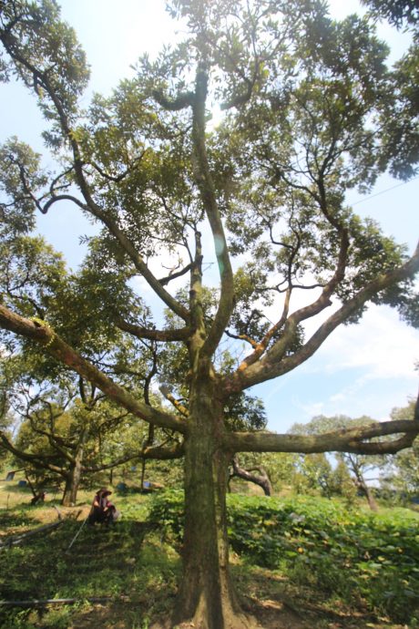 东：（已签发）榴梿季节又来了，游客涌入劳勿大快朵颐