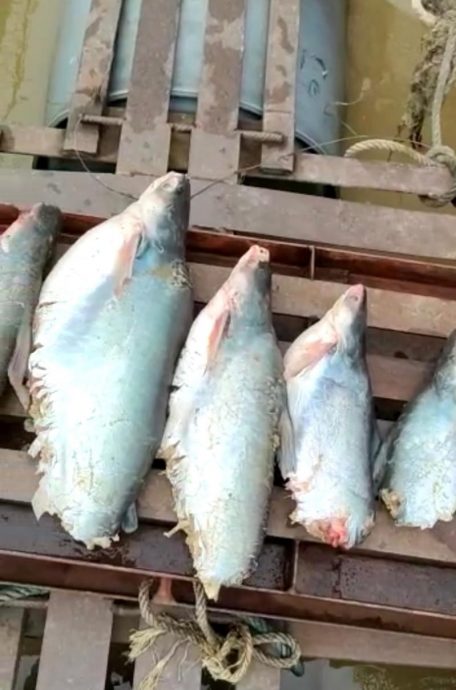 东:(已签发)河水含氧量过低 水獭袭击 河鱼养殖业者损失惨重