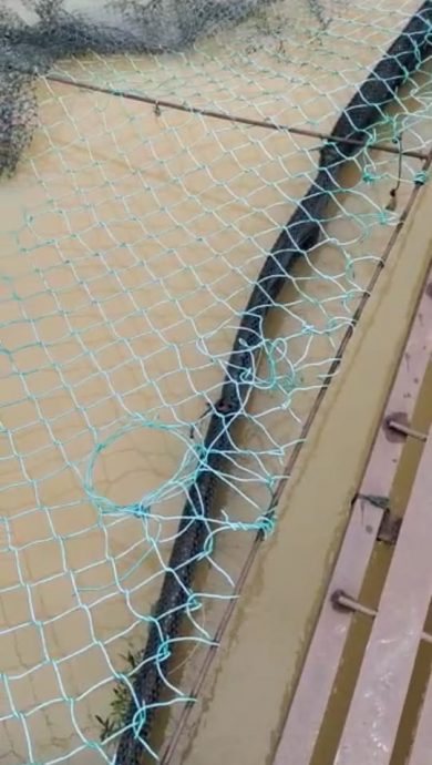 东:(已签发)河水含氧量过低 水獭袭击 河鱼养殖业者损失惨重