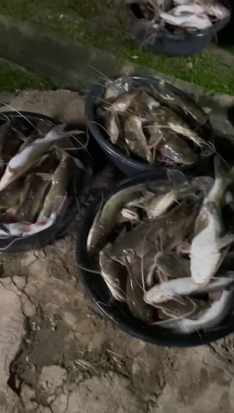 东:(已签发)河水含氧量过低 水獭袭击 河鱼养殖业者损失惨重