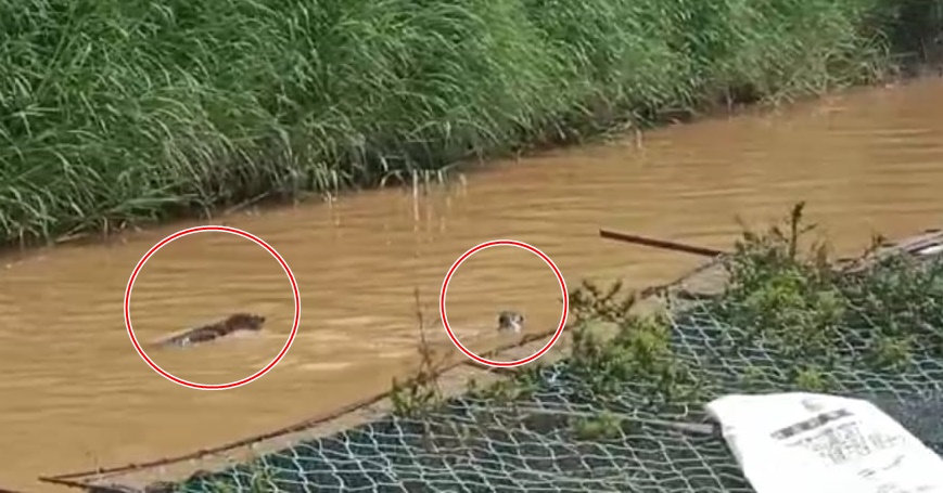 东:(已签发)河水含氧量过低 水獭袭击 河鱼养殖业者损失惨重