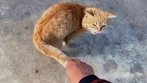 为母者任由2孩欺负猫咪 路人看不下去当场帮她教子!