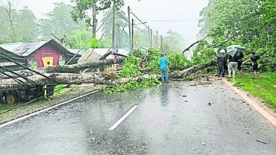 云顶半山倒树压毁轿车酿一死 死者雇主控诉政府漠视人命
