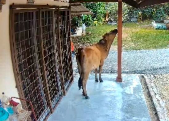 供星洲网/“牛魔王”闯民宅搞破坏 居民感头痛