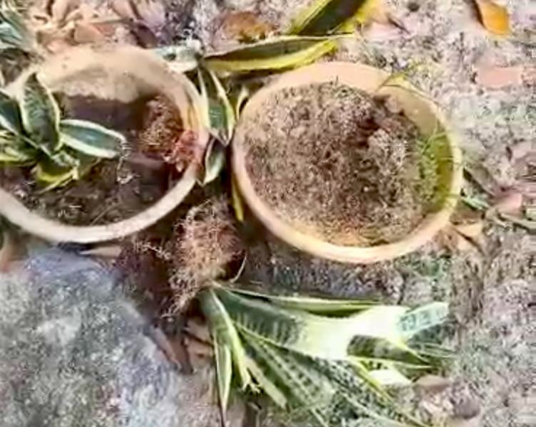 供星洲网/“牛魔王”闯民宅搞破坏 居民感头痛