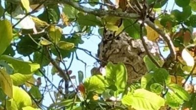 树下避雨遇蜂巢  男子遭虎头蜂追螫5针
