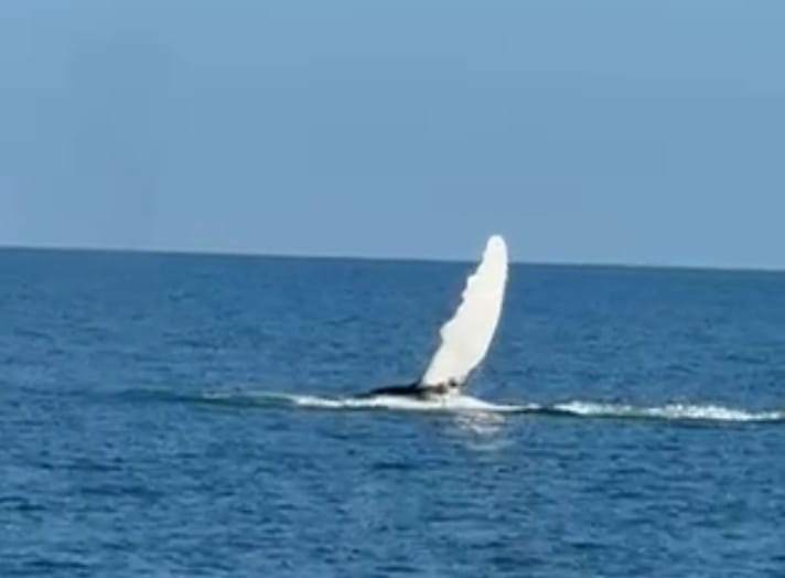 供星洲网:花城内外:在印度洋看鲸鱼(丘丽莹)