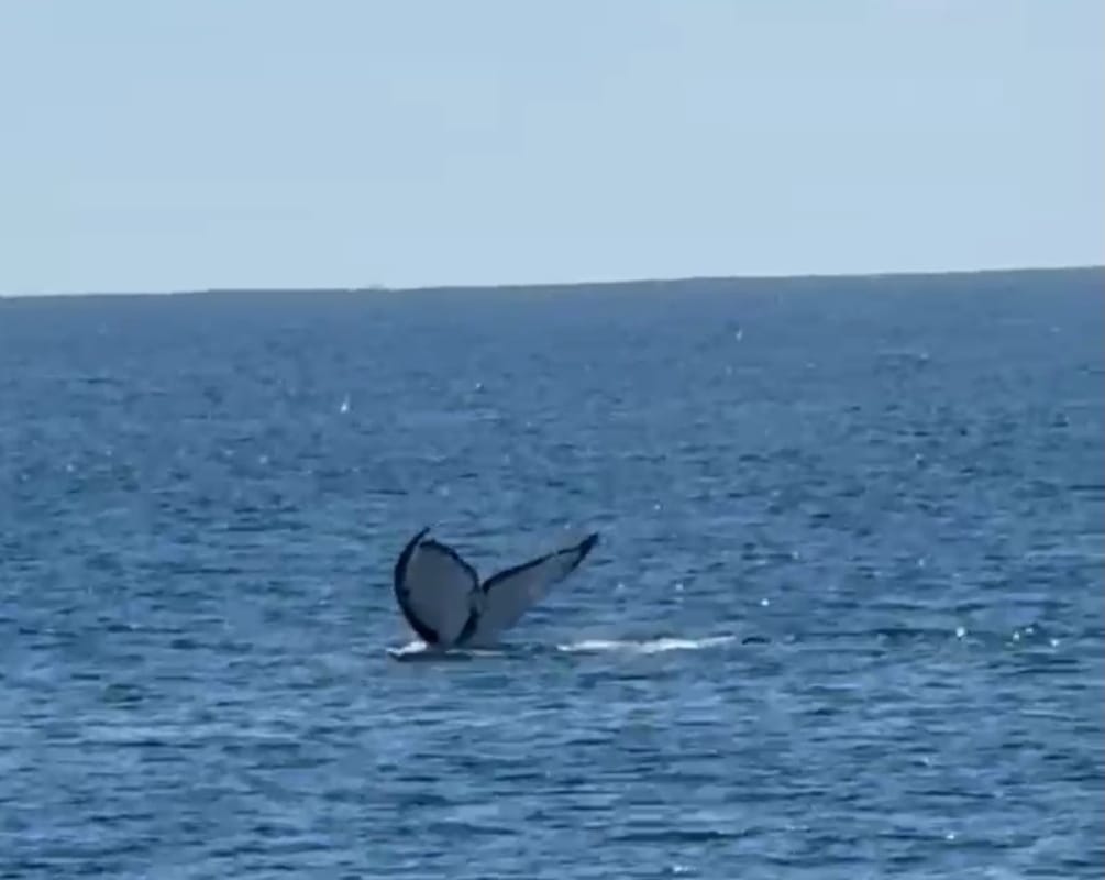 供星洲网:花城内外:在印度洋看鲸鱼(丘丽莹)