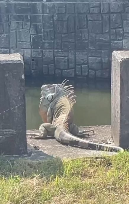 像哥斯拉趴桥墩晒太阳　台湾惊见超大绿鬣蜥