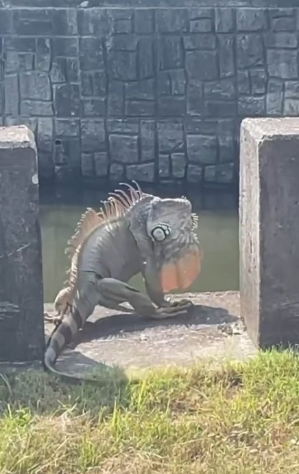 像哥斯拉趴桥墩晒太阳　台湾惊见超大绿鬣蜥