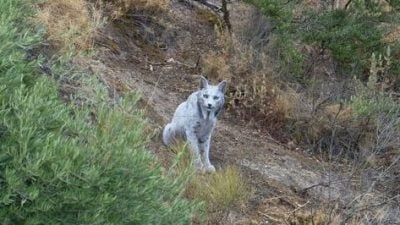 全球首例“白变”伊比利亚猞猁现踪 毛色梦幻犹如传说
