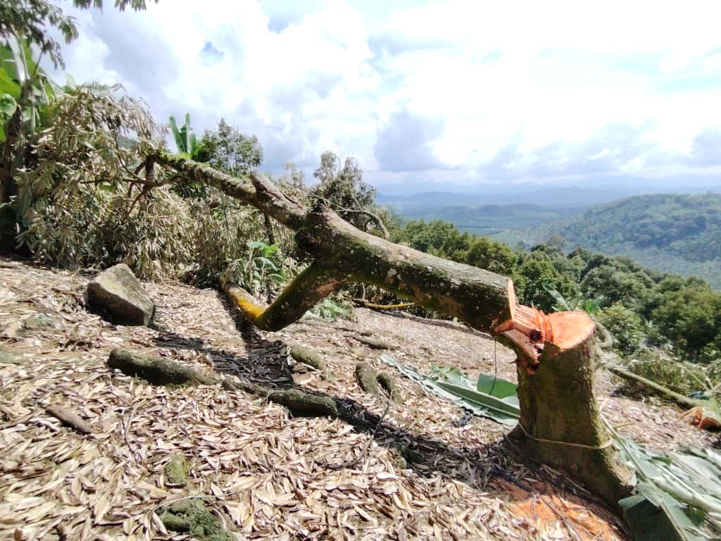 全：（已签发）彭亨州森林保留区，非法榴梿芭已彻底清除