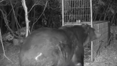 北海道400公斤巨熊现踪 肥到塞不进捕兽笼