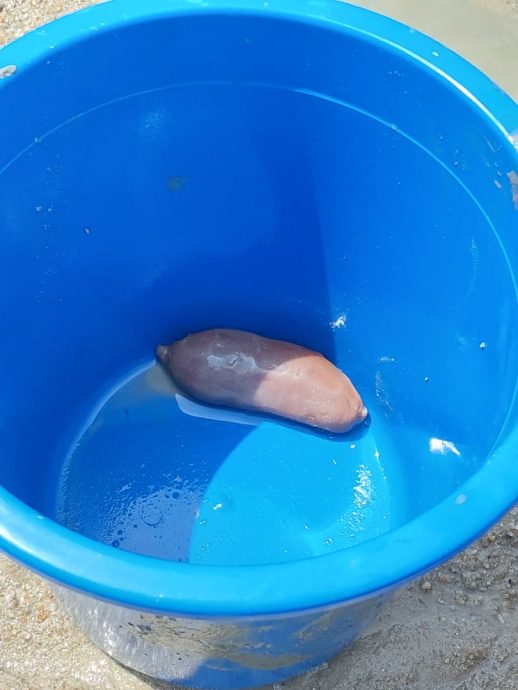 吉里望海滩捉西蚶乐