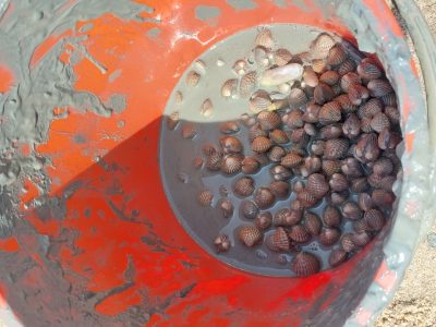 吉里望海滩捉西蚶乐