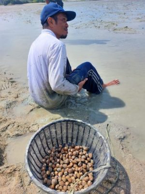 吉里望海滩捉西蚶乐