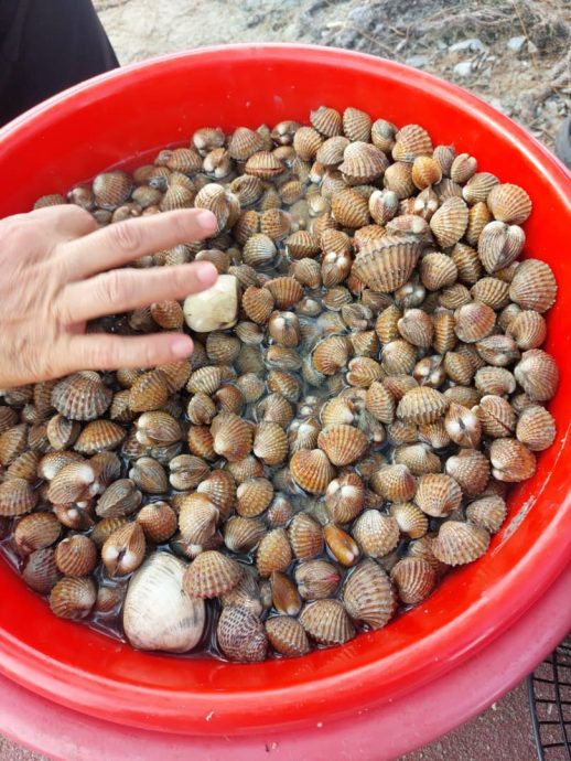 吉里望海滩捉西蚶乐