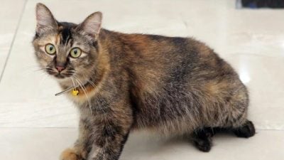 别乱剪!猫须竟藏“第六感”!