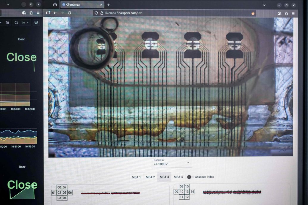 培育“迷你人脑”为电脑提供动力 科学家相信脑细胞处理器未来取代晶片