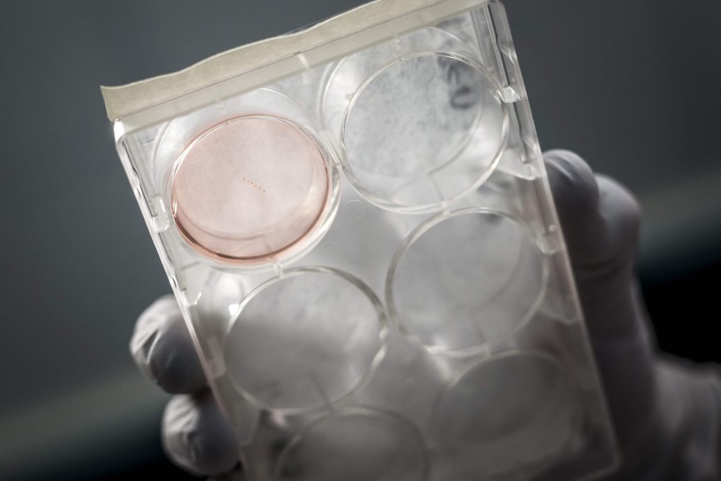 培育“迷你人脑”为电脑提供动力 科学家相信脑细胞处理器未来取代晶片