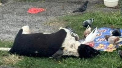 多只流浪犬疑遭毒死 “是谁下的毒手”