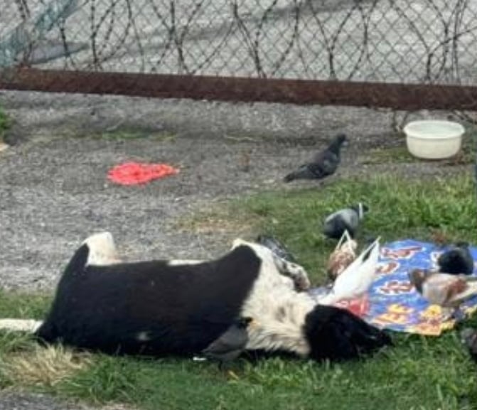 多只流浪犬疑遭毒死 “是谁下的毒手”