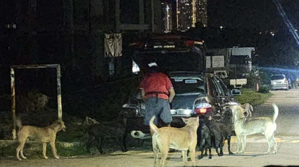 多只流浪犬疑遭毒死 “是谁下的毒手”