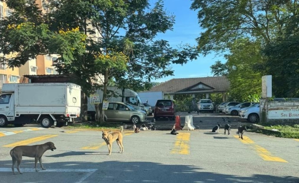多只流浪犬疑遭毒死 “是谁下的毒手”