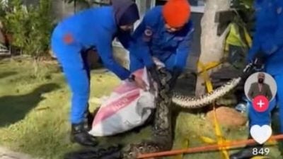 3女抓巨蟒视频广传  引网友热议关注