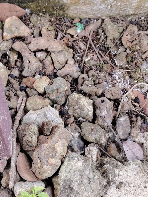 *发现砂拉越：山都望