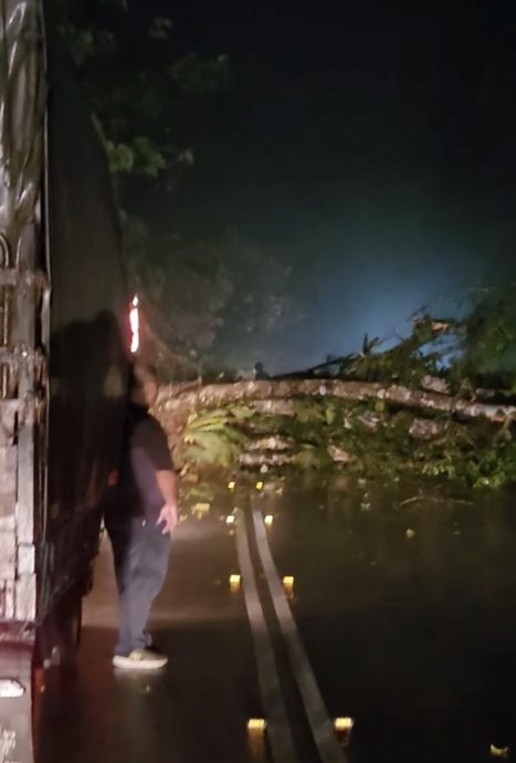 大都会2:树倒拦路 多人迟到/3图