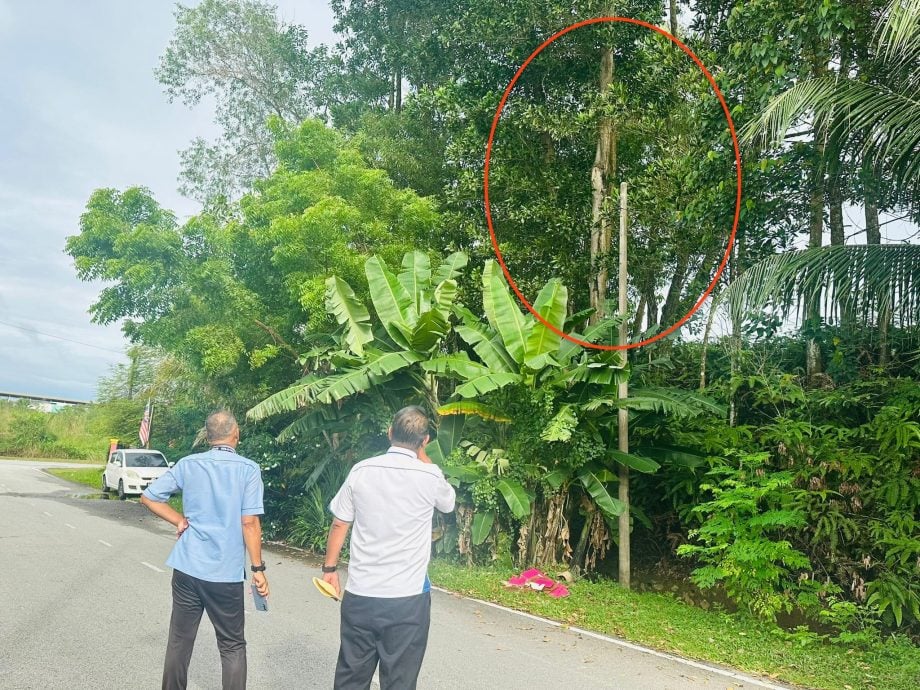 大都会:伊党乌雪国会议员吁大树管理移交房地部/3图