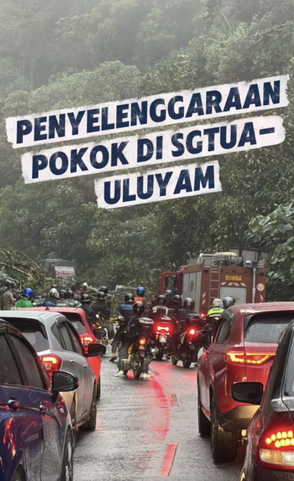 大都会:伊党乌雪国会议员吁大树管理移交房地部/3图