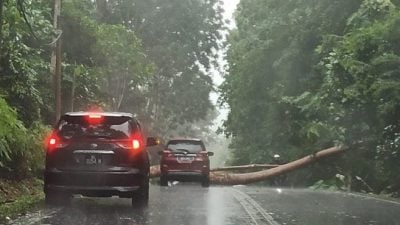 乌鲁音—双溪杜亚山路   获市会拨款修砍大树