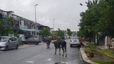斯里柏兰斗长期“牛患”   王城市厅警告向饲主开罚