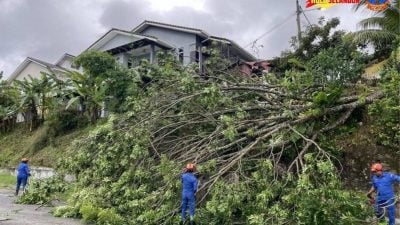 狂风暴雨袭乌鲁音   峇冬加里树倒拦路