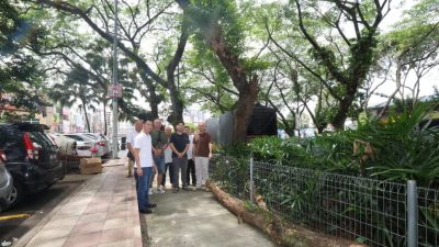 刮风下雨必掉树枝易肇祸 甲洞茂盛大树 快修剪 